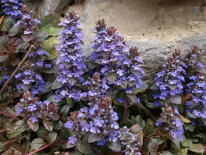 Ajuga reptans1.jpg(82464 byte)